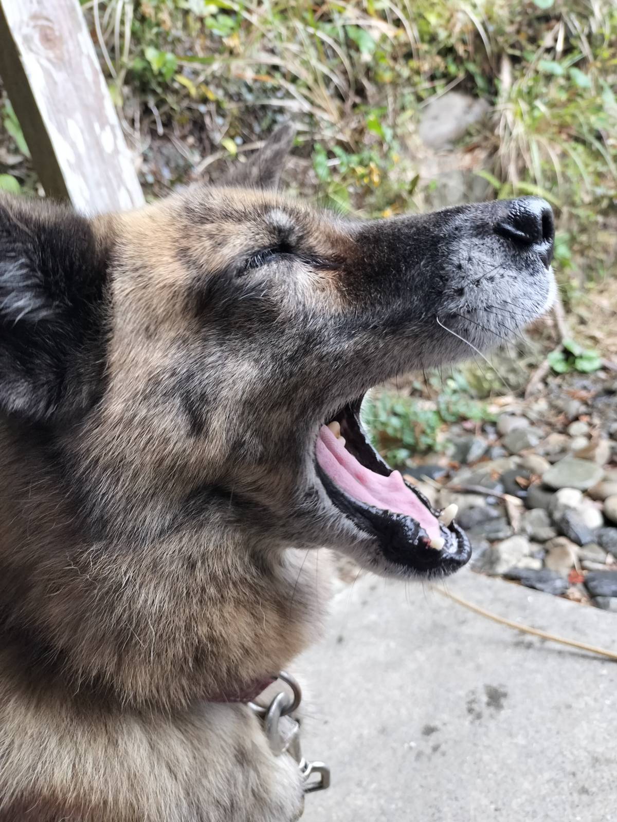 Happy Saturday!
可愛くいるのも疲れるよね、はるちゃん～
頑張れ！